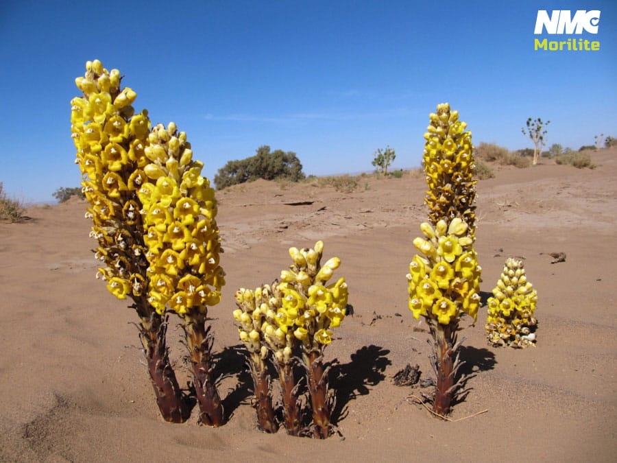 Cistanche Desert Image
