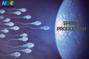 pengeluaran sperma