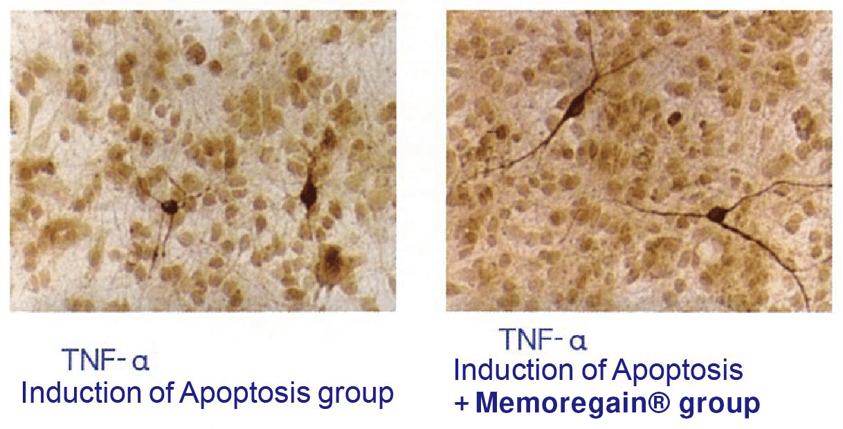 မှတ်ဉာဏ်ကိုချွေတာရန်အတွက် Morilite Capsules ကိုအသုံးပြု၍ apoptosis အုပ်စု၏ Tnf a နှင့် tnf b induction
