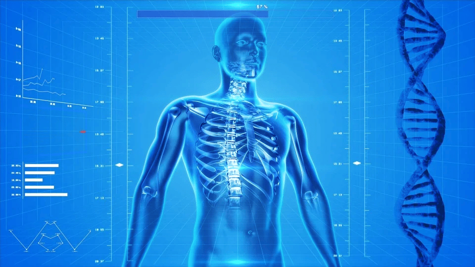https://pixabay.com/illustrations/human-skeleton-human-body-anatomy-163715/
