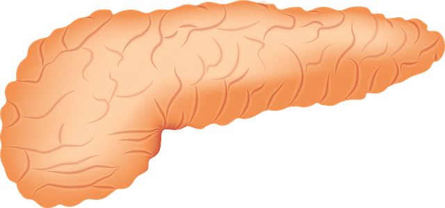 pancreas, organ, anatomy